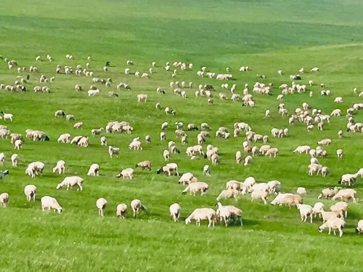 呼伦贝尔,草原明珠,自然赞歌之韵